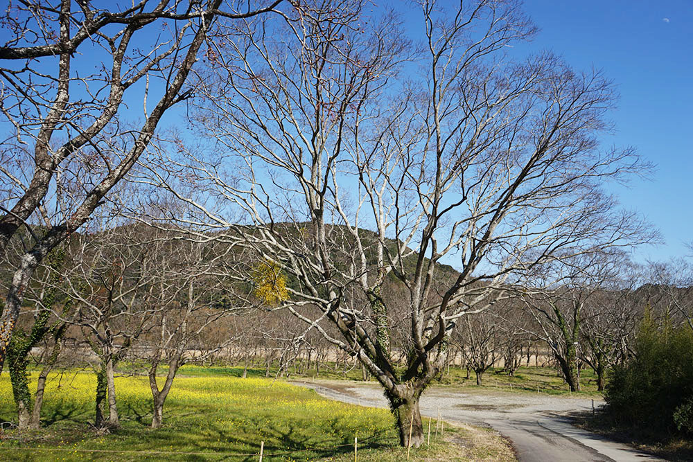入田のヤナギ林　柳の木